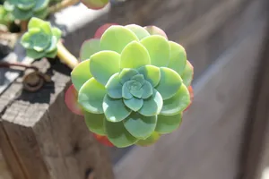 多肉绿叶植物图片_1