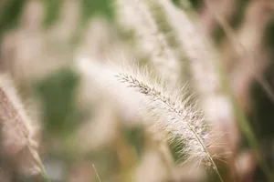 野生狗尾巴草图片第1张