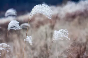 田野芦苇花图片_1