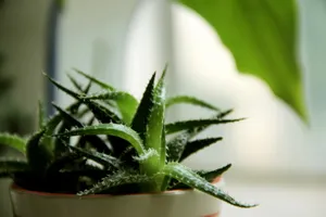 带根芦荟图片