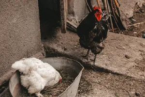 家养黑白鸡图片_1
