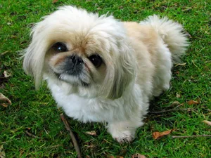 友善亲切的京巴犬图片
