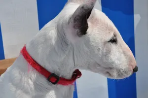 活泼机灵的牛头梗犬图片