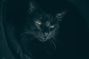 神秘独特的黑猫图片