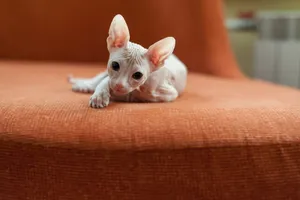 与众不同的斯芬克斯猫图片_1