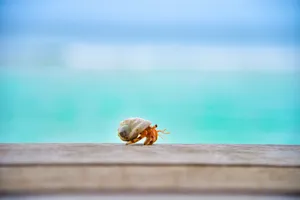 海边的清道夫寄居蟹图片