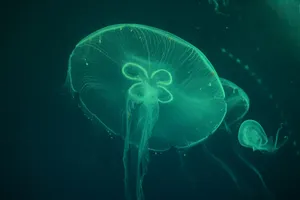 透明海蜇刺胞动物图片