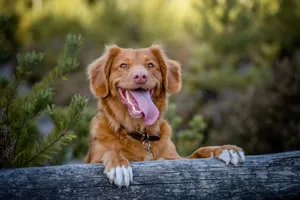深棕色金毛犬图片