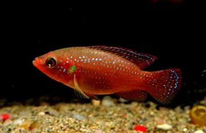 水族馆漂亮红色鱼图片