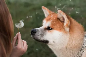 憨厚的秋田犬头部图片