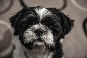 可爱的西施犬头部图片