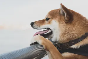 活泼开朗的秋田犬图片_1