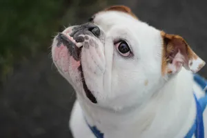 忠诚可靠的英国斗牛犬图片