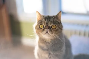温柔安静的异国短毛猫图片