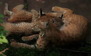中型的猛兽猞猁图片