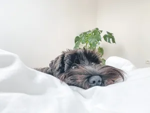 优雅灵活的雪纳瑞图片