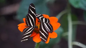 美丽斑纹的黄条袖蝶图片_1