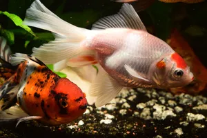 水族馆金鱼游泳观赏图片