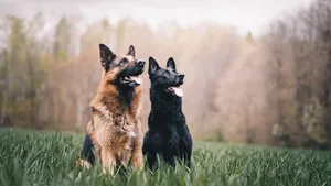 两只猎犬图片第1张