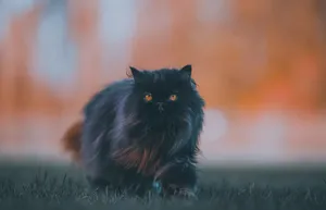 黑色波斯猫图片_1