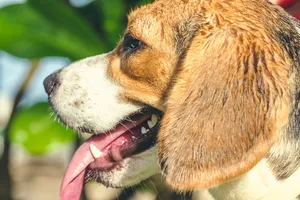 可爱的米格鲁猎兔犬头部图片