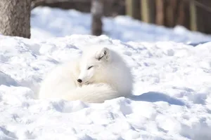 可爱的雪地精灵北极狐图片