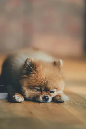 可爱迷你小狗狗图片