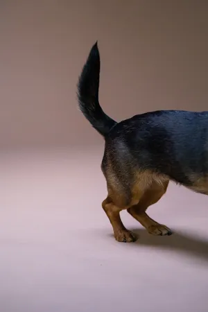 杜宾犬尾巴特写图片第1张