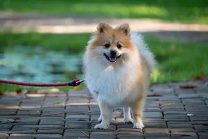 博美犬宠物狗图片