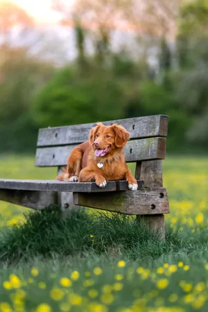 高清金毛犬图片写真_1