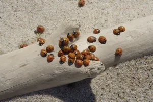 红色可爱的瓢虫图片