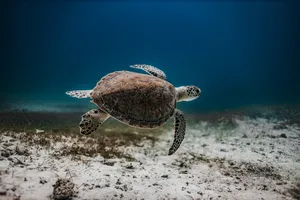 千年海龟图片摄影
