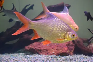 水族馆漂亮观赏鱼儿图片_1