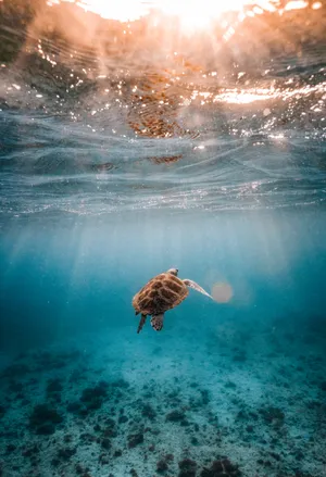 唯美蓝色深海海龟图片