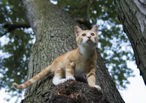 调皮可爱的虎斑猫图片