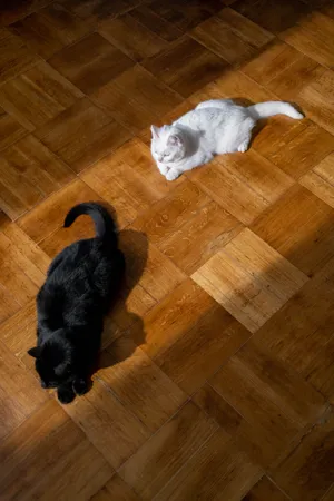 黑猫和白猫图片_1