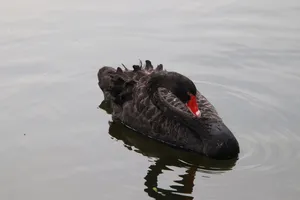 湖面黑天鹅浮水图片