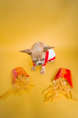 薯条和可爱狗狗图片第1张