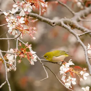 春暖花开小鸟图片