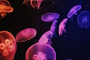 水中漂浮的水母图片