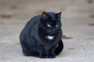 严肃黑色小猫图片