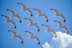高空整齐翱翔的海鸥图片_1