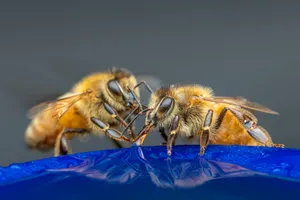 采蜜的蜜蜂特写图片