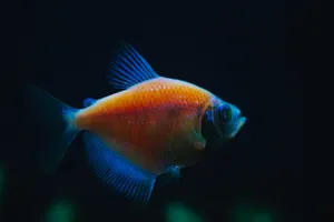 可爱的小金鱼图片