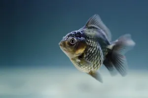 深海鲫鱼图片_1