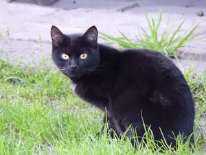 囧囧有神的黑猫图片
