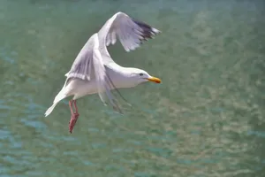 擅长飞行的海鸥图片