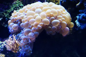 海底唯美多彩的珊瑚图片