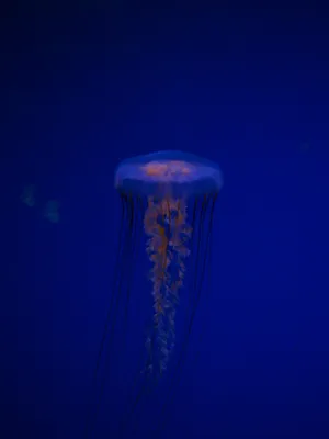 蓝色深海云母图片