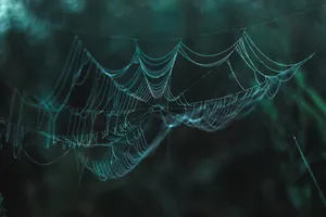 森林中蜘蛛网图片